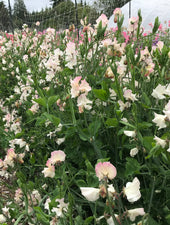 Mollie Rilstone Sweet Pea Flowers