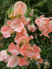 Apricot Queen Sweet Pea Flowers