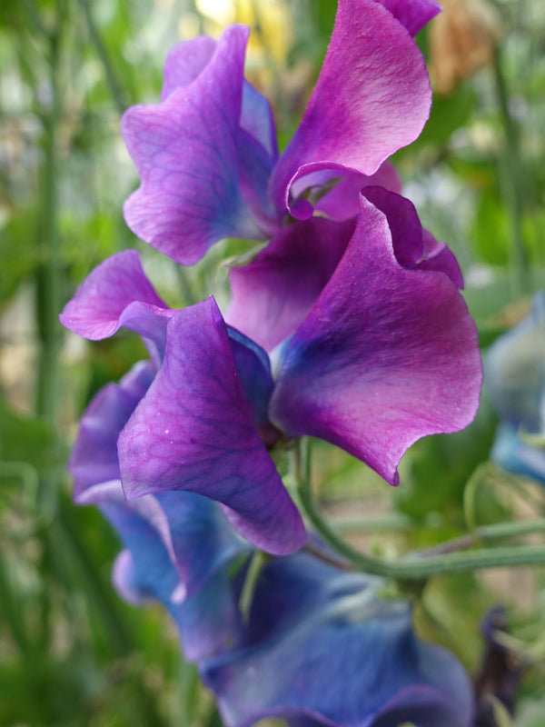 Blue Shift Sweet Pea Flower Bouquet