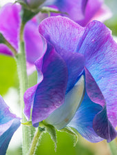 Blue Shift Sweet Pea Flower Close Up Macro
