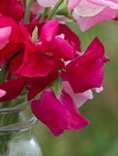 Buccaneer Sweet Pea Flowers