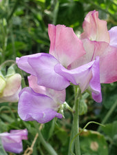 Enchante Sweet Pea Flowers With Buds