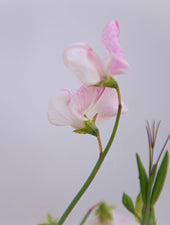 Enigma Sweet Pea Flower