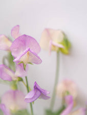 Sweet Pea More Scent