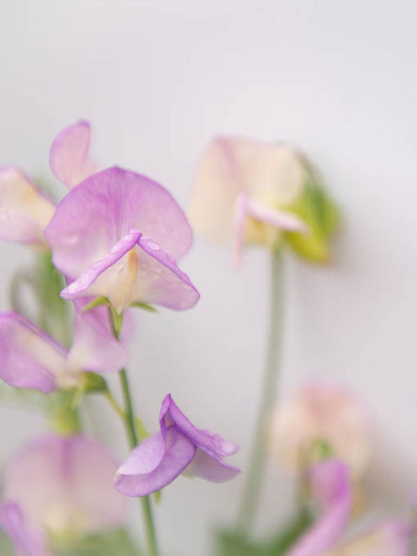 More Scent Sweet Pea Flowers Growing on the Vine