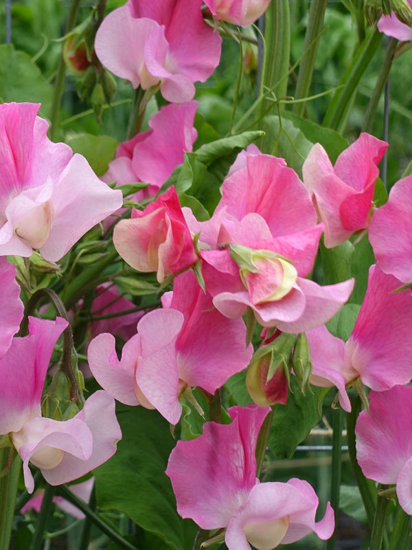 Sweet Pea Strawberry Fields Growing in Profusion