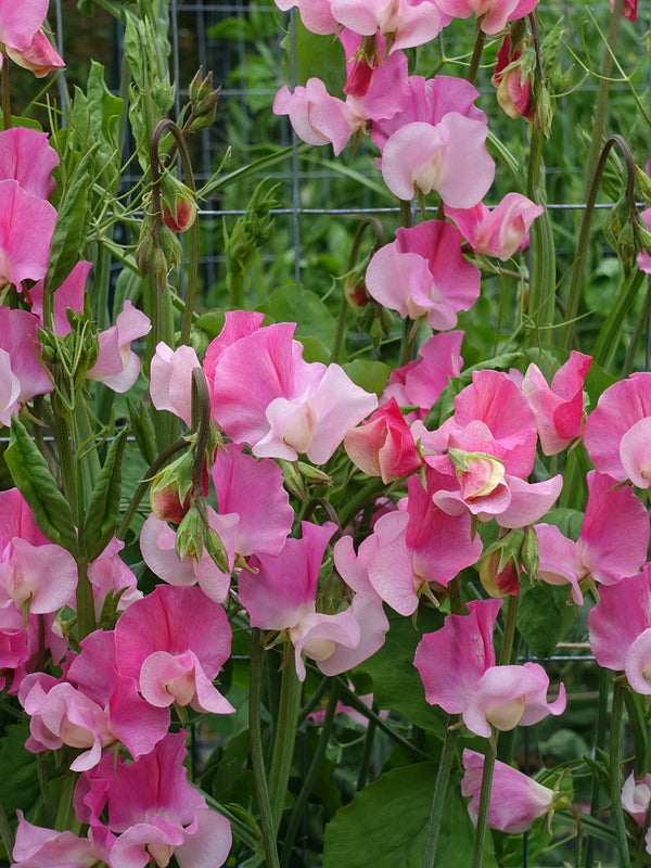 Sweet Pea Strawberry Fields Growing in Profusion