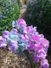 Turquoise Sweet Pea Flowers