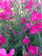 Carlotta Sweet Pea Flowers