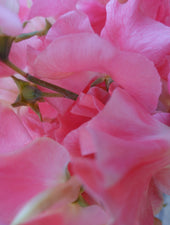 Close Up of William & Catherine Sweet Pea Flowers