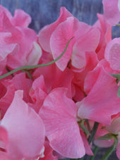 William & Catherine Sweet Pea Flowers