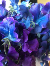 Blue Shift Sweet Pea Flower Bouquet