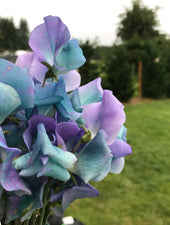 Turquoise Sweet Pea Flowers