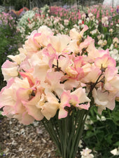 Mollie Rilstone Sweet Pea Flower Bouquet