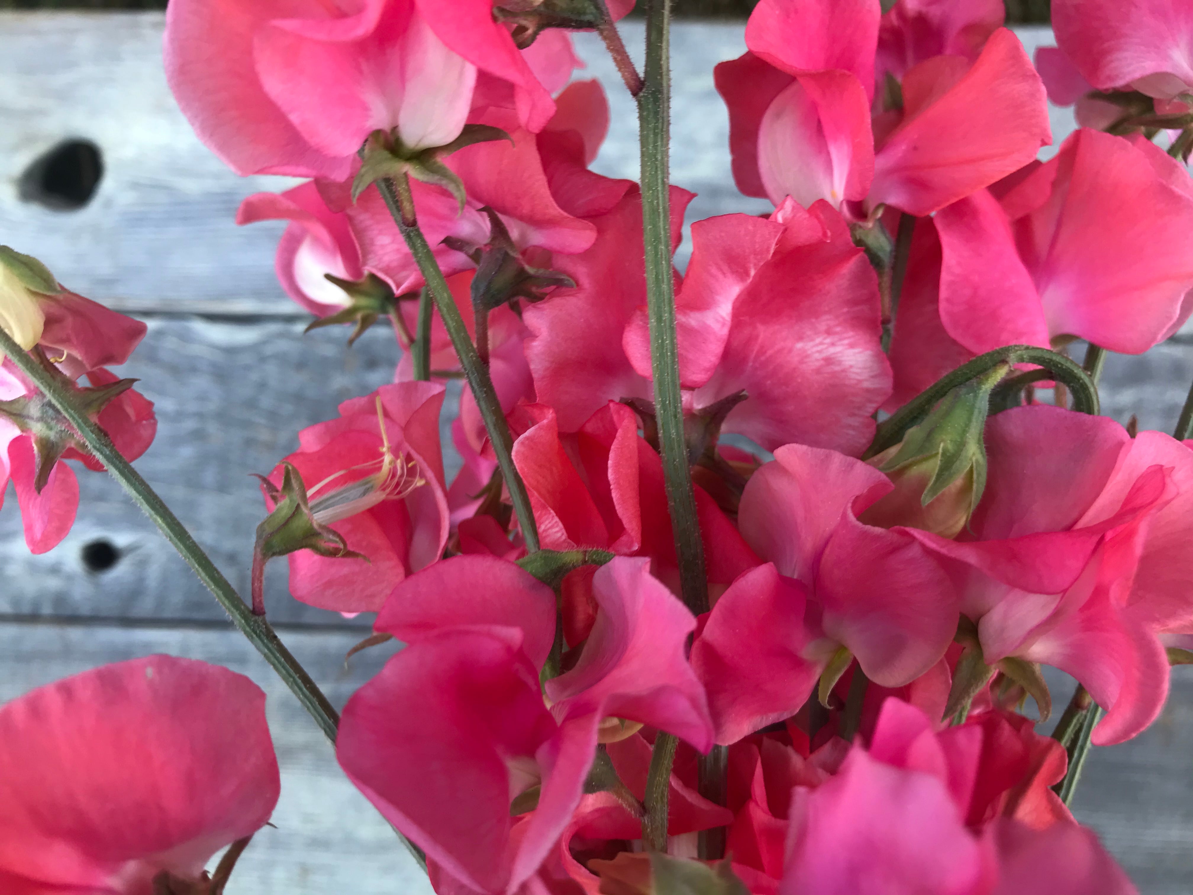 Coquette Sweet Pea Flowers