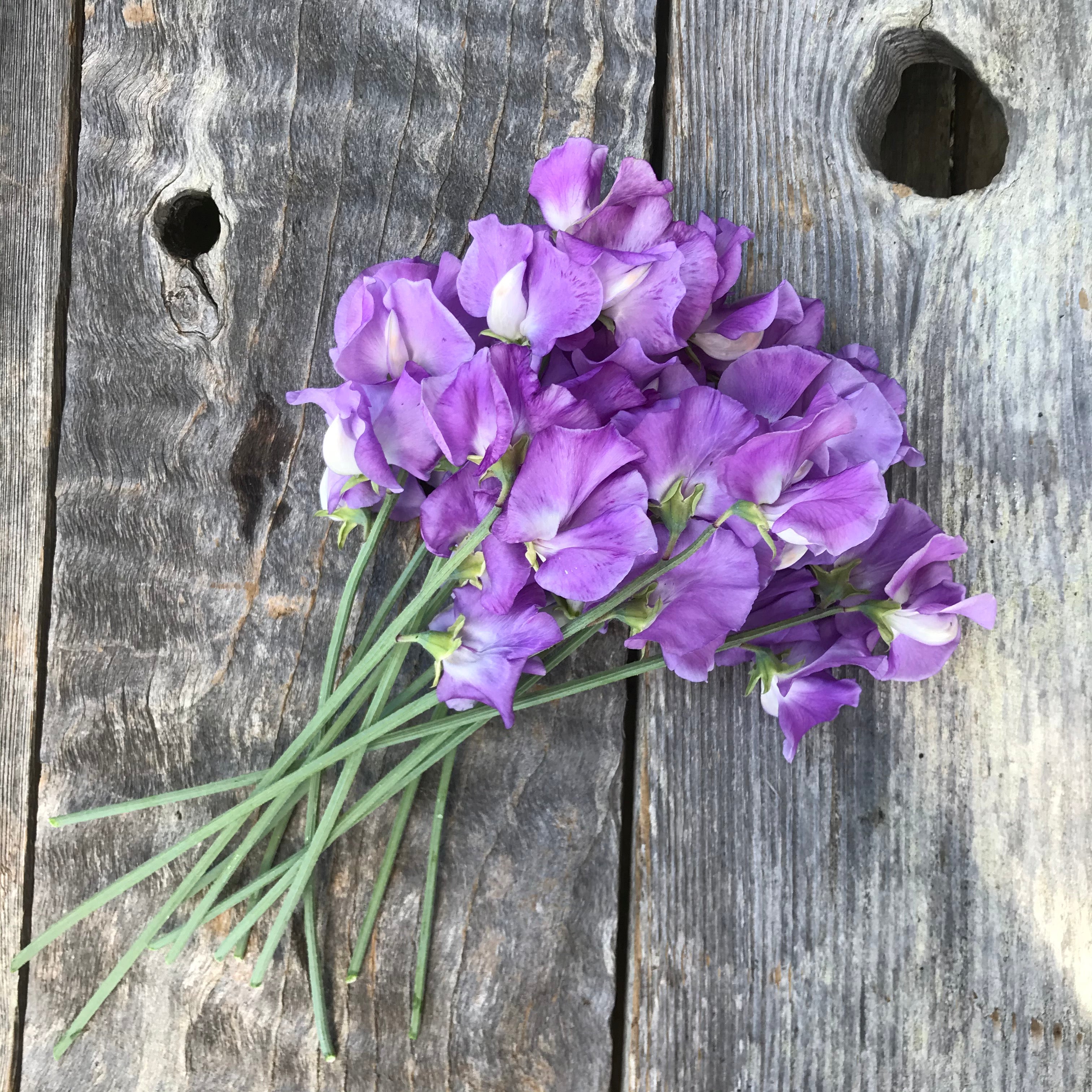 Jacqueline Ann Sweet Pea Flowers