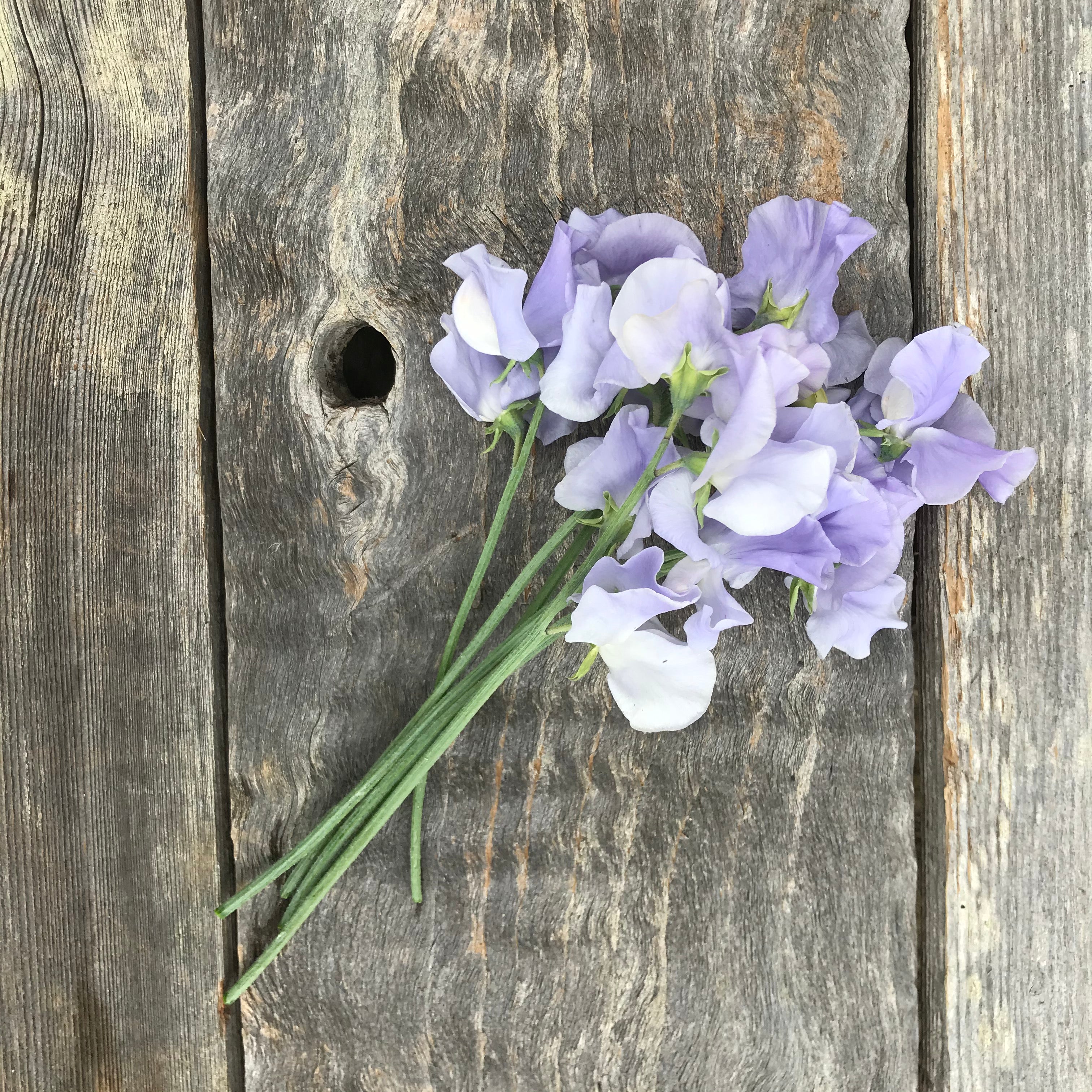 Blue Bristol Sweet Pea Flowers