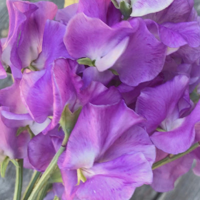 Jacqueline Ann Sweet Pea Flowers