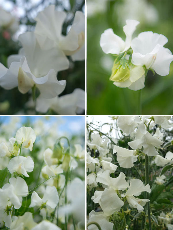 Whiter Shade of Pale Sweet Pea Seeds