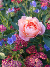 Gardening Consultation: Roses and other ornamental flowers