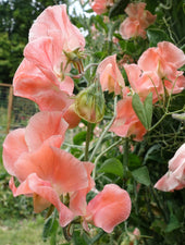 Apricot Queen Sweet Pea Flowers