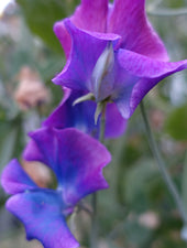 Blue Shift Sweet Pea Color Changing Flowers