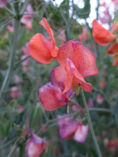 Blue Vein Color Changing Sweet Pea