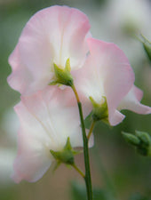 Castlewellan Sweet Pea Flowers