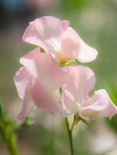 Castlewellan Sweet Pea Flowers
