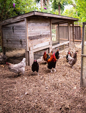 Using chickens in the garden
