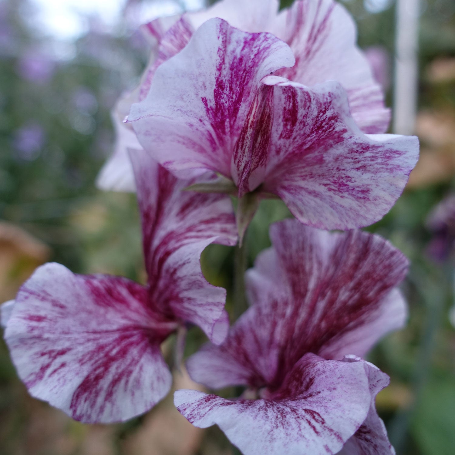 Close up of Chocolate Sweet Pea Flowers