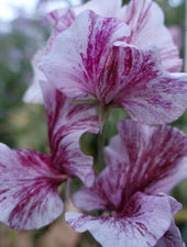 Close up of Chocolate Sweet Pea Flowers