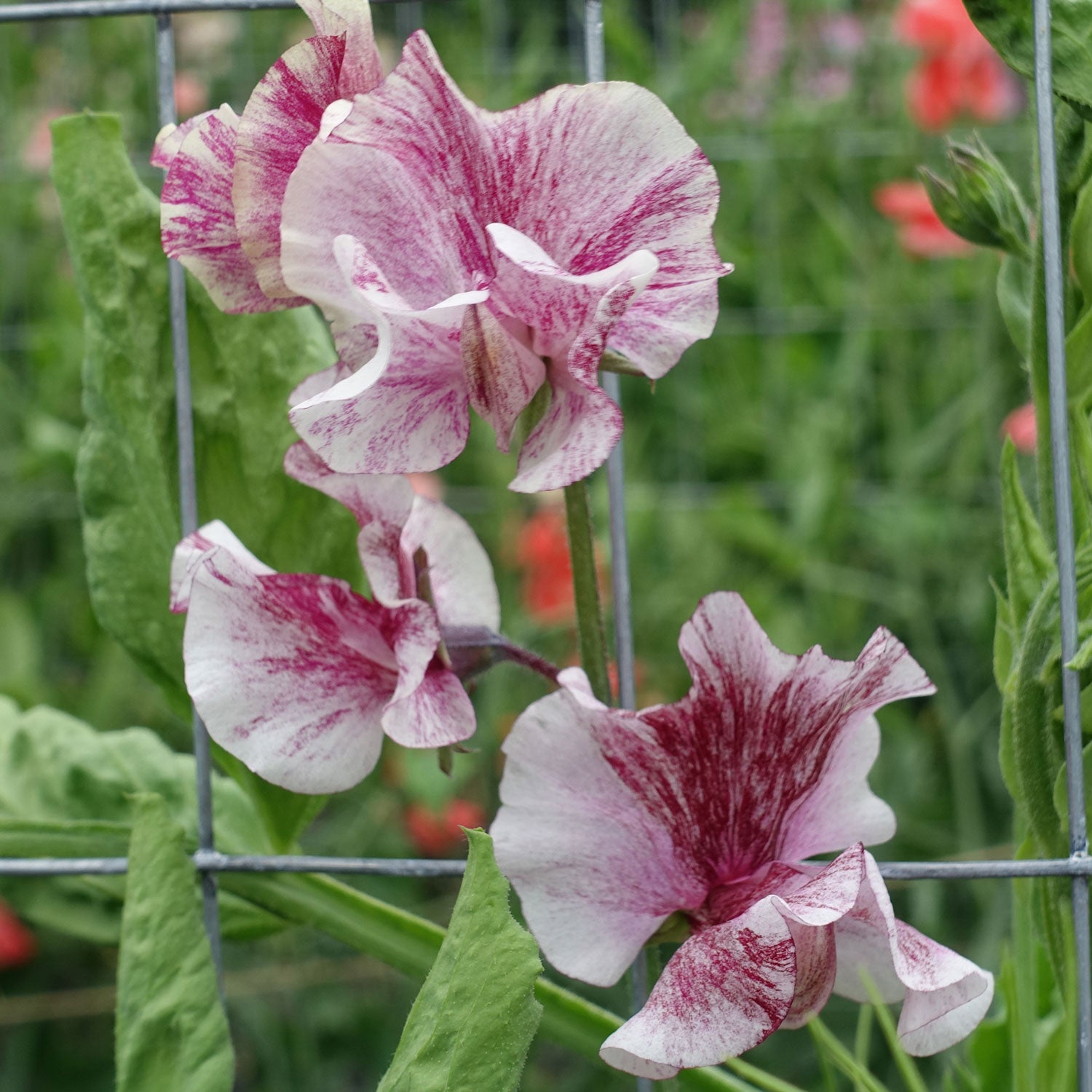 Chocolate Sweet Pea Flowers Growing on the Vine