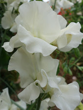 Clotted Cream Sweet Pea Flowers