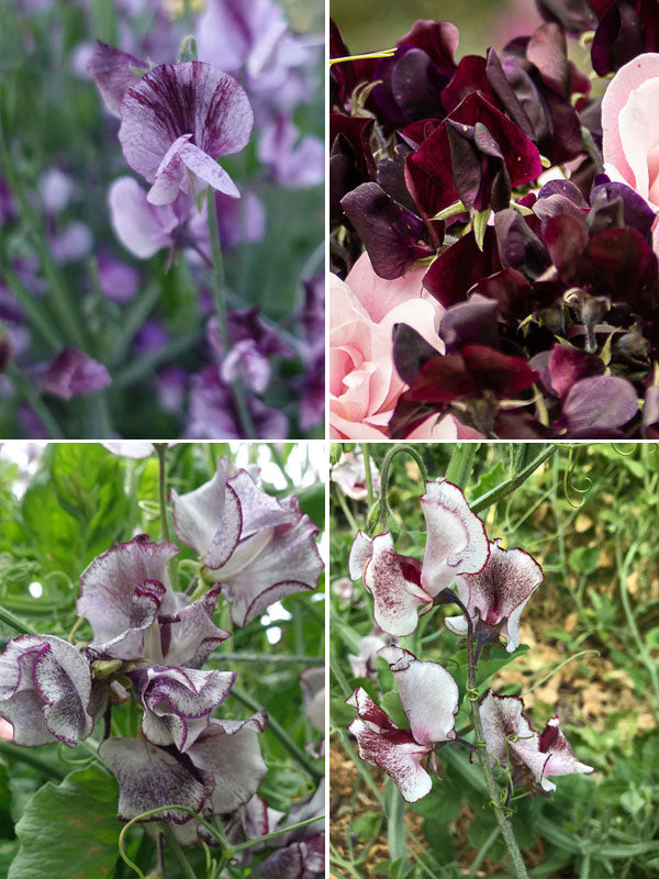 Dark and Moody Sweet Pea Seed Collection