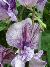 Close Up of Earl Grey Sweet Pea Flowers