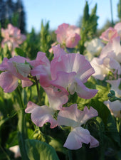 Gilly Norah Sweet Pea Flowers