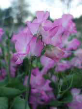 Gwendoline Sweet Pea Flowers