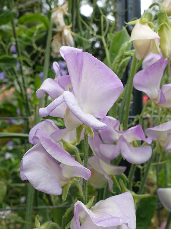 High Scent Sweet Pea Flowers