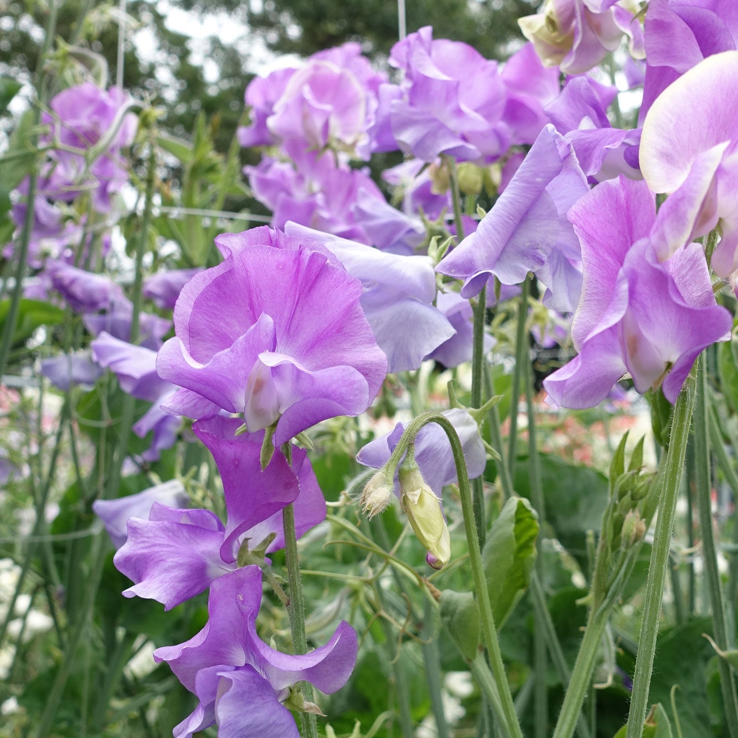 Jacqueline Ann Sweet Pea Flowers