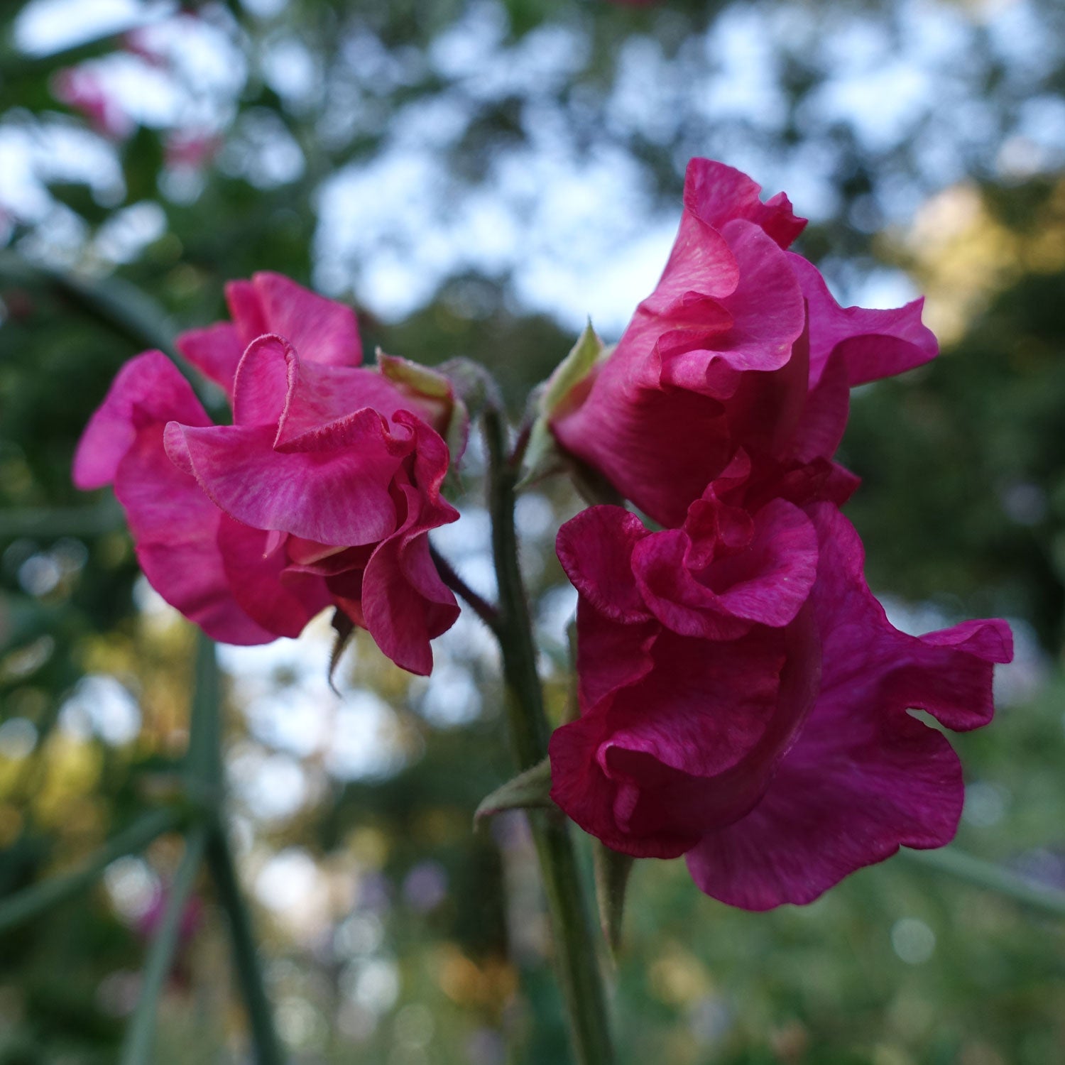 Judith Wilkinson Sweet Pea Flowers