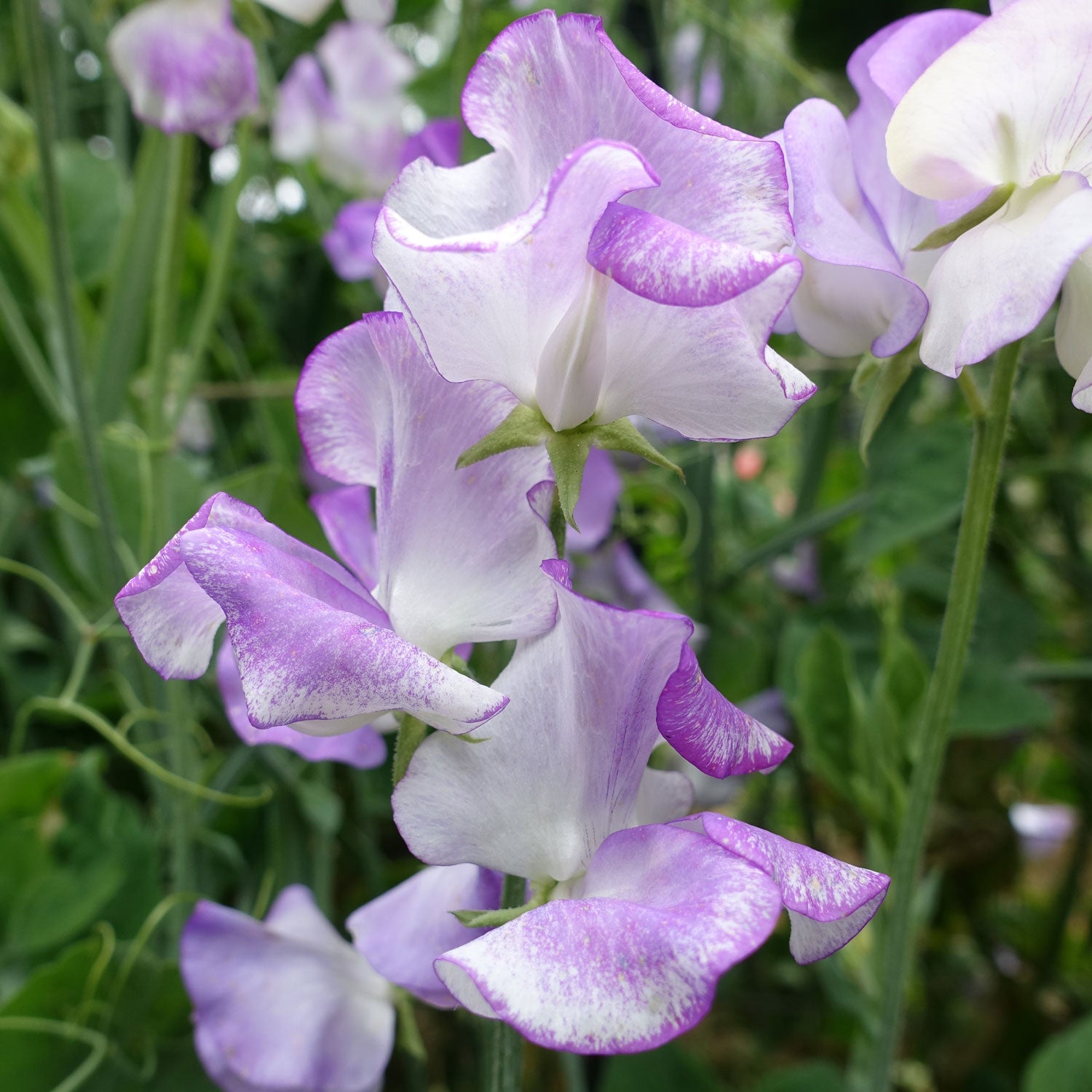 Lilac Ripple Sweet Pea Flowers