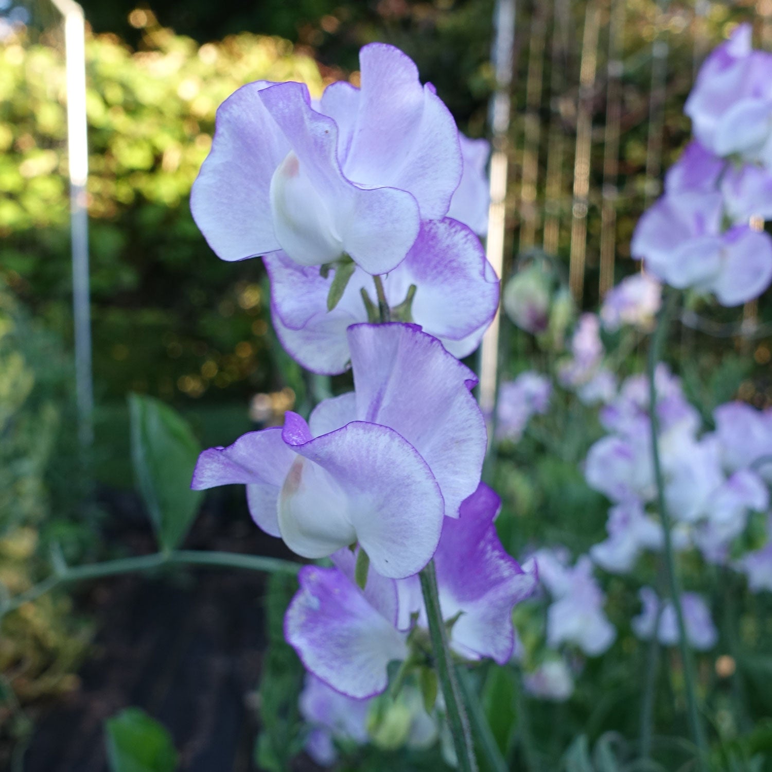 Lilac Ripple Sweet Pea Flowers Growing on the Vine