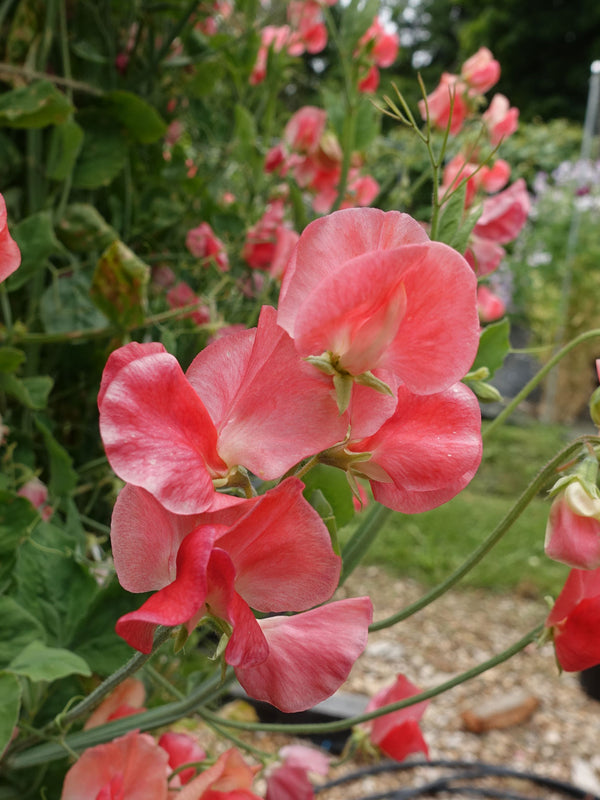 Maloy Sweet Pea Growing on the Vine