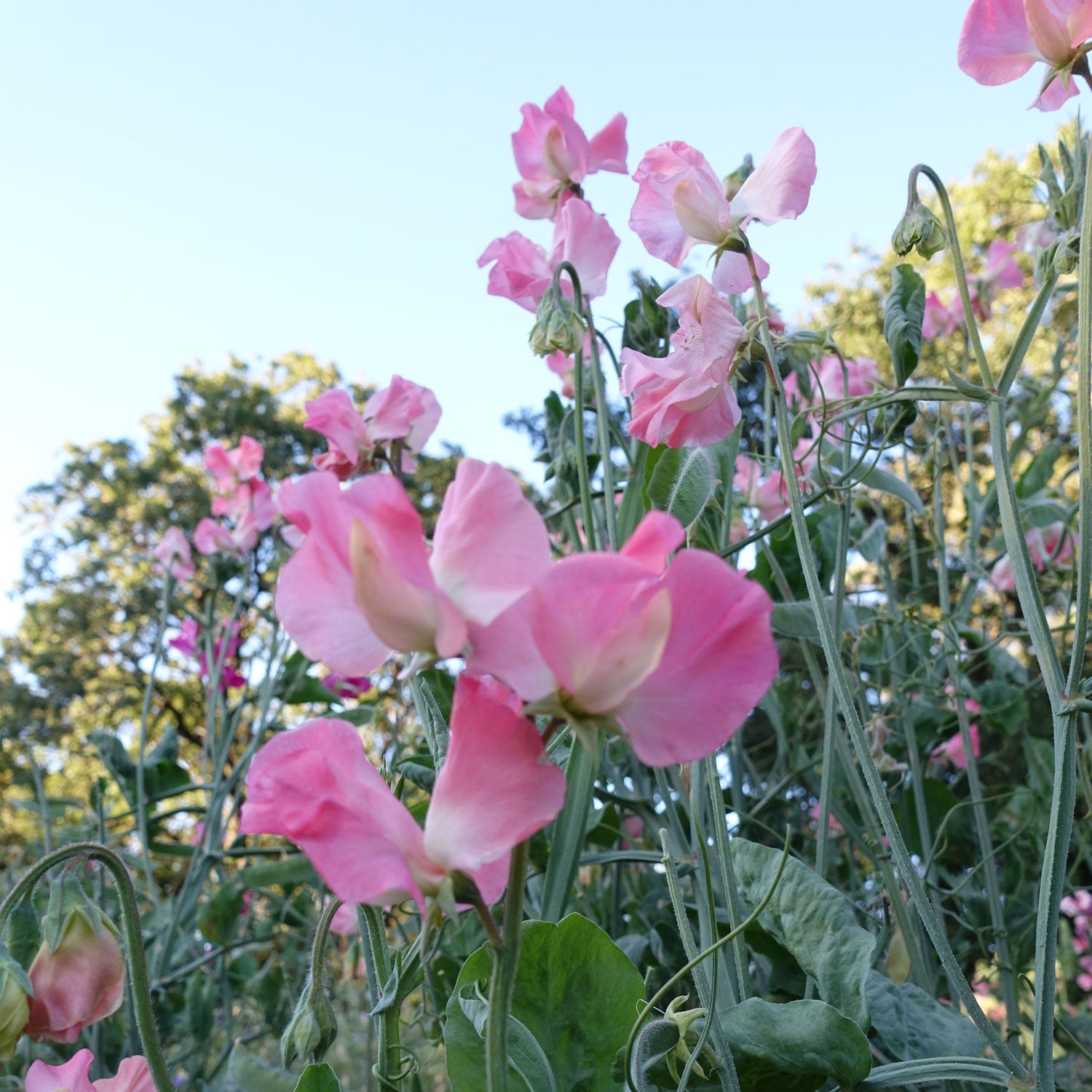 Marjorie Carrrier Sweet Pea