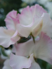 Close Up of Mollie Rilstone Sweet Pea Flower