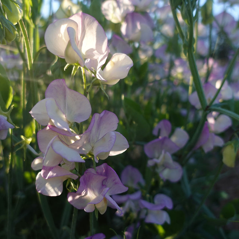 More Scent Sweet Pea Flowers Growing on the Vine
