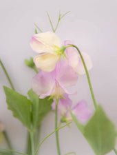 Sweet Pea More Scent