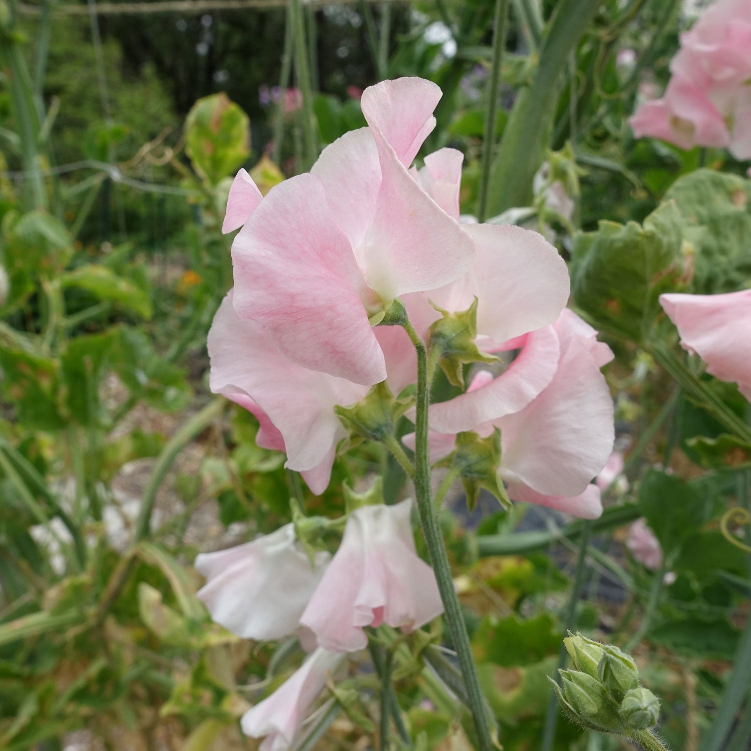 Nora Holman Sweet Pea