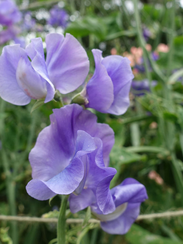 Our Harry Sweet Pea Flowers